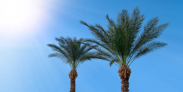 Zonnige lichten en palmen toppen op blauwe lucht achtergrond in zonnige dag — Stockfoto