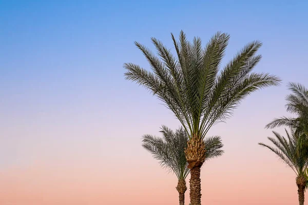 Tropické zelené palmy větve na oranžové modré obloze západ slunce pozadí — Stock fotografie