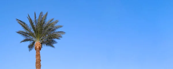 Banner s modrou oblohou a palmovou střechou za slunečného dne. Krajina s palmovými větvemi. — Stock fotografie