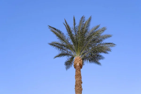 Kokosová palma top na modré obloze pozadí v slunečný den — Stock fotografie