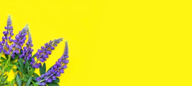 Yabani menekşe mavisi çiçeklerin bileşimi. Sarı arkaplanda mor lupin var..