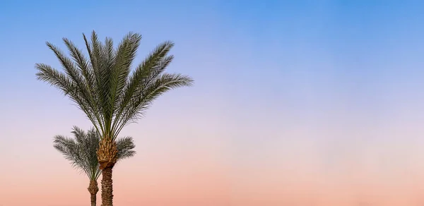 Turuncu mavi günbatımı gökyüzü. Tropik hindistan cevizi yeşili palmiye dalları — Stok fotoğraf