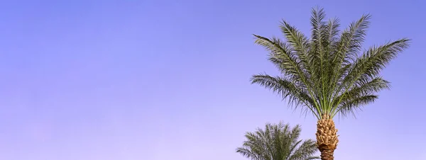Krajina s tropickými větvemi palem. Fialová modrá obloha — Stock fotografie