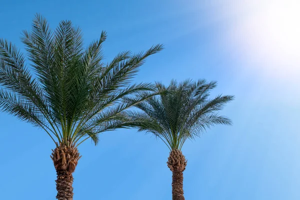 Palmblad op blauwe hemel en zonnestralen. Tropische vakantie stemming achtergrond. — Stockfoto