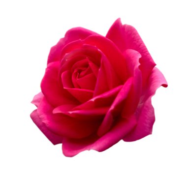 Gül goncası. Güzel pembe gül.