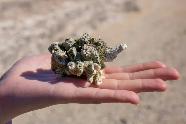 Dry, dead coral. Red sea beach. Hand holding coral white rock fossil.