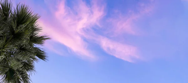 Banner Vivid Pink Purple Clouds Evening Sky Palms Leaves Sunset — Stock fotografie
