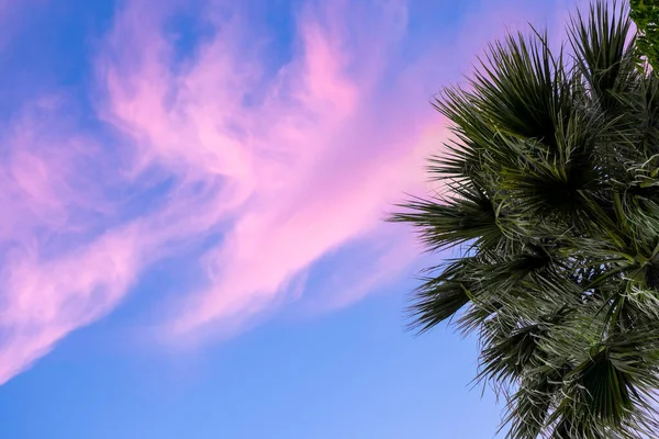 Vivid pink purple clouds on evening sky. Palms leaves on sunset background. Tropical palm tree branches.Vacation mood. Copy space, banner.