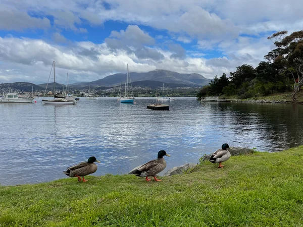 Hobart, Tazmanya, Avustralya 'daki Montagu Körfezi