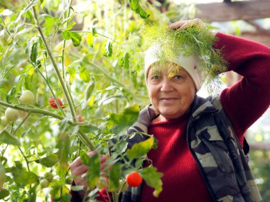 Çizgi roman fotoğrafı. Bitkilerin yeşil arka planına karşı, yaşlı bir kadın serada yeşillik hasat ederken kırsal bir şalla hava atıyor. Köydeki yaşlıların iyimserliği ve coşkusu..