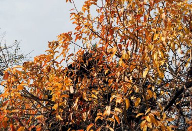 Eski bir kır evinin arka planında çürümüş yaprakları olan bir elma ağacı. Kırsalda sonbahar fikri