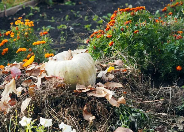 Осіння ідея в сільській місцевості. Гарбуз лежить на купі мертвих листя в осінньому городі . — стокове фото