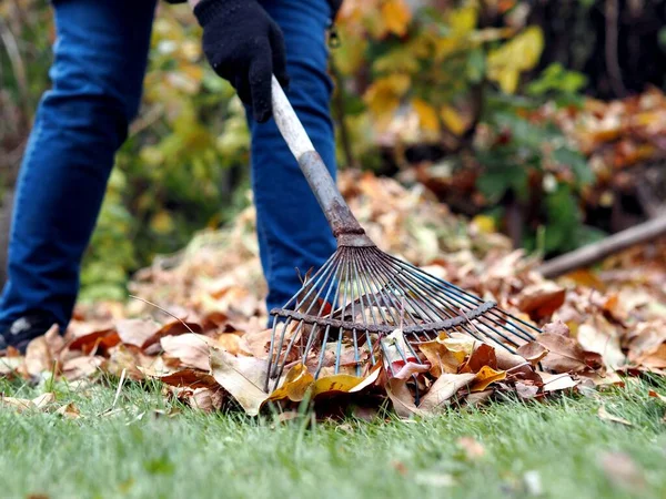 Otoño. Trabajar para limpiar el césped de las hojas muertas. Rastrillo con hojas de otoño de cerca. Trabajos de limpieza al aire libre. — Foto de Stock