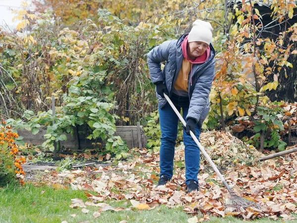 Höstskörd. Äldre kvinna med kratta tar bort döda löv från gräsmattan. Arbete i den friska luften hos äldre. — Stockfoto