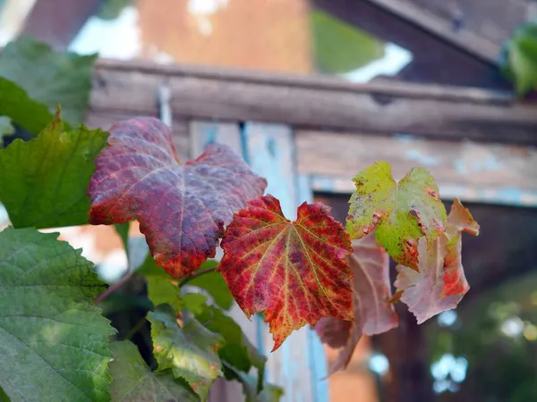 Contexte naturel. Cépages avec feuilles rouges d'automne après la pluie. — Photo