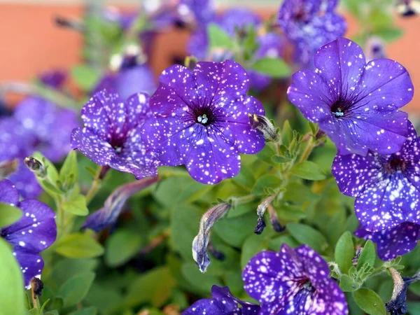 Floral card with serfinia. Purple, purple surfinia flowers, petunia ampelus. card with serfinia.
