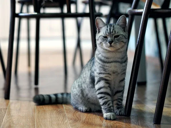 Eine schöne Hauskatze sitzt zwischen den Beinen der Stühle auf dem Boden und blickt in die Kamera. — Stockfoto