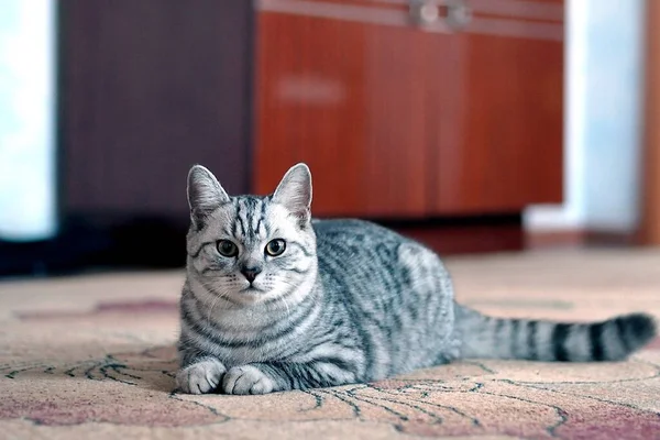 Un gatto grigio stenografia con gli occhi gialli si trova sul pavimento della stanza e guarda la fotocamera. — Foto Stock