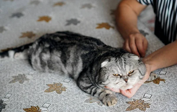 La donna è mani accarezzano un bel gatto grigio animale domestico. Le persone trattano il loro amato gatto con amore, cura e accarezzare la sua pelliccia. — Foto Stock