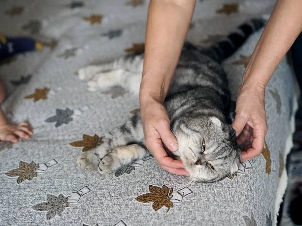 La donna è mani accarezzano un bel gatto grigio animale domestico. Le persone trattano il loro amato gatto con amore, cura e accarezzare la sua pelliccia. — Foto Stock