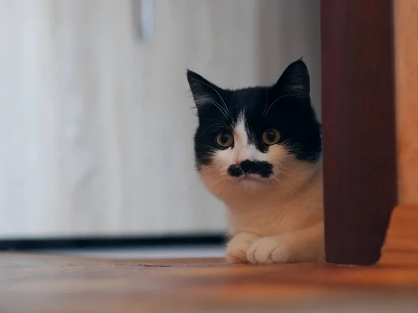 Eine schöne zweifarbige Katze mit einem Fleck auf dem Maul und Schnurrbart blickt direkt in die Kamera. Schwarz-weiße Farbe. — Stockfoto