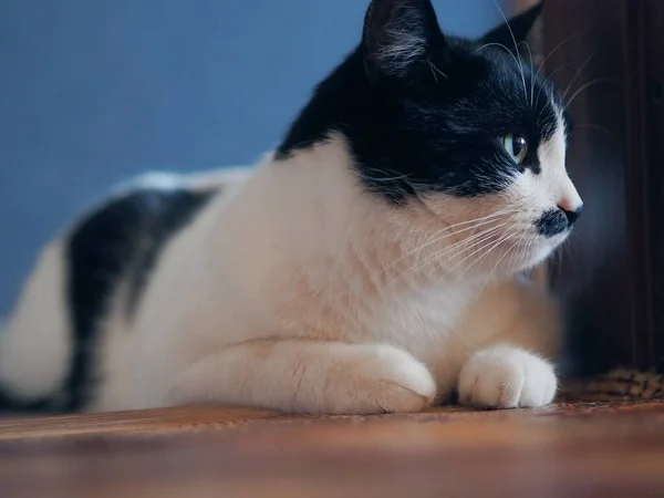 Un bel gatto bicolore con una macchia sulla bocca e baffi si trova sul pavimento e posa per la fotocamera. Colore bianco e nero. — Foto Stock