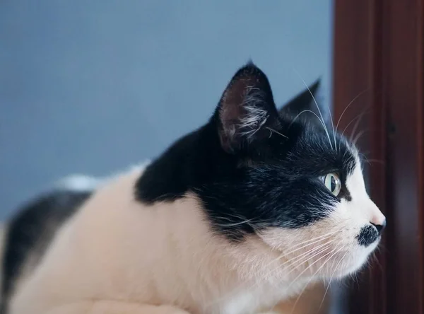 Un bel gatto bicolore con una macchia sulla bocca e baffi si trova sul pavimento e posa per la fotocamera. Colore bianco e nero. — Foto Stock