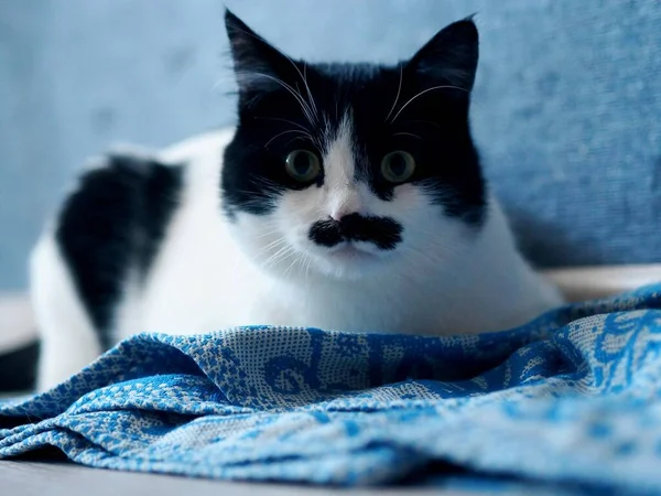 A beautiful two tone cat with a spot on his mouth and mustache looks directly into the camera. Black and white color. — Stock Photo, Image