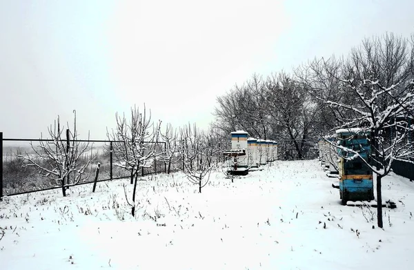 Invierno Nevado Llegado Colmenas Abejas Para Producción Tradicional Miel Nieve —  Fotos de Stock