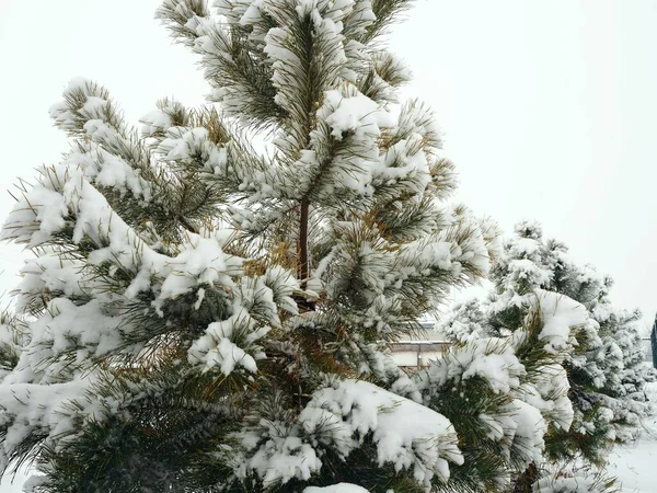 Χιονισμένος Χειμώνας Έφτασε Φρέσκες Ζωντανές Βελόνες Φυτρώνουν Πεύκο Χειμώνα Κλαδιά — Φωτογραφία Αρχείου