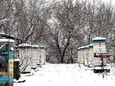 Karlı kış geldi. Arı kovanları, kardaki geleneksel bal üretimi için ağaçların arka planına karşı. Kış uykusundaki arılar.