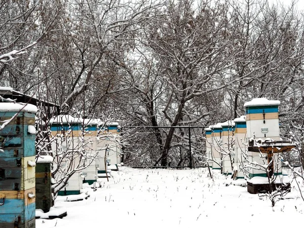 Snowy Winter Has Come Bee Hives Traditional Production Honey Snow — Zdjęcie stockowe