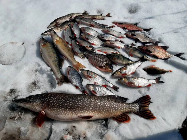 Raw freshwater fish crucian carp, carp, bream lie on the snow. — Stock Photo, Image