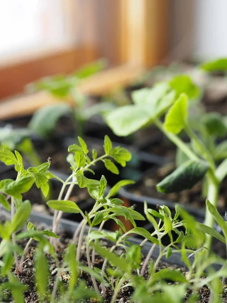 Pencere kenarındaki tohumlardan yetişen kabak ve domates tohumlarının ilk tohumları. Tarım hazırlama çalışmaları sonbaharda gelecek hasadın garantisidir.. — Stok fotoğraf
