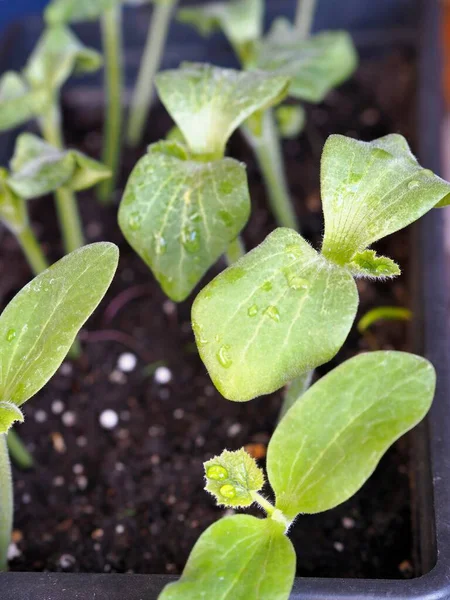 窓辺の自宅の箱の中の種から成長した早生苗 カボチャの芽は土に植える準備ができています — ストック写真