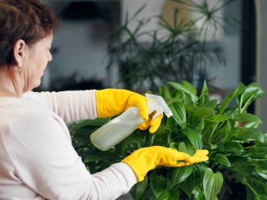 Yaşlı bir kadının sevdiği şeyi yaparken, bir ev bitkisinin yeşil yapraklarını ovaladığı fotoğraf. Evde Benekli Drimiopsis Büyüyor.