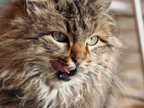 Street Country Flauschige Katze Leckt Sich Nach Dem Essen Die — Stockfoto