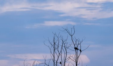 Mavi arka planda kuşların tünediği çıplak bir ağacın silueti.