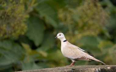 Bulanık yeşil arka planda çatıda tüneyen gri bir güvercin.