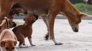 Süt besleyen köpek yavrularıyla Hintli sokak köpeği