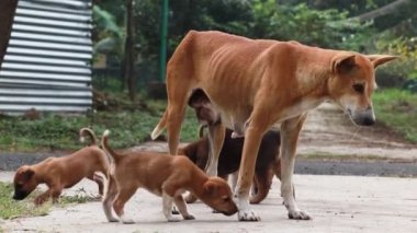 Süt besleyen köpek yavrularıyla Hintli sokak köpeği
