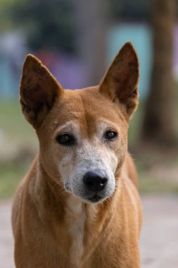 Sokak köpeğini kapat ve kameraya bak.