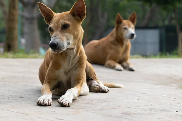 Close Street Dogs Sitting Road — Stock Photo, Image