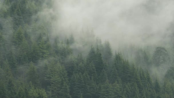 雨季に霧に覆われたヒマラヤの松林 — ストック動画