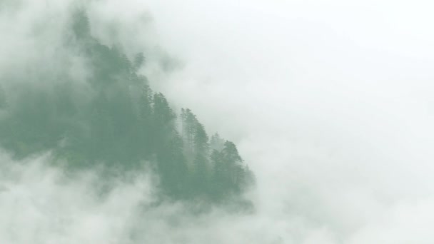 Sisli Himalaya Çam Ormanları Yağmur Mevsiminde — Stok video