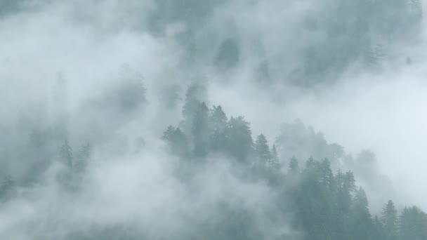 Mglisty Himalajski Las Sosnowy Porze Deszczowej — Wideo stockowe