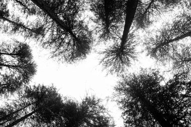 Low angle view of pine trees standing tall