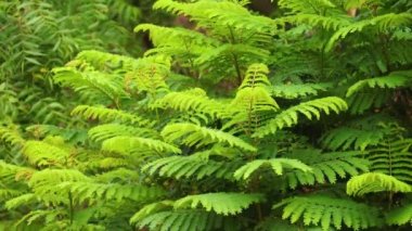Gentle breeze on green leaves blowing