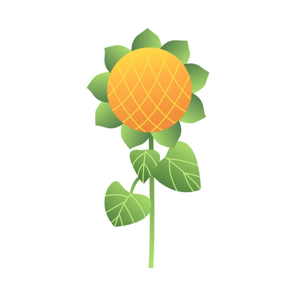 Sonnenblume Isoliert Auf Weißem Hintergrund Vektorillustration Flachem Stil Clip Kunst — Stockvektor