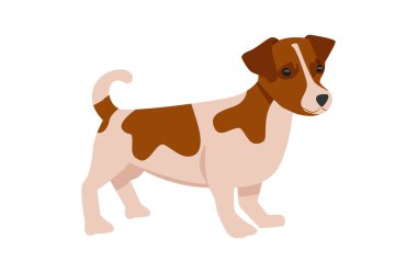 Köpek vektör çizimi. Jack Russell Terrier beyaz arka planda izole edilmiş..